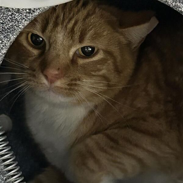 Hello my name is Bart