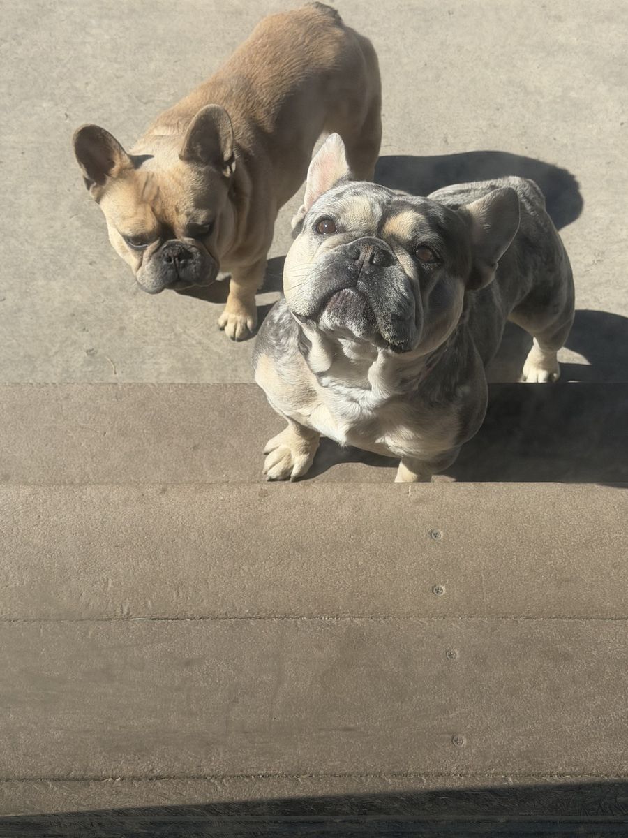 Adorable 3-yeAr frenchie lookong For A Loving home