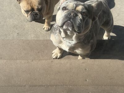 Adorable 3-yeAr frenchie lookong For A Loving home