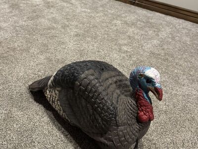 H.S. Strut Lite Jake Turkey Decoy