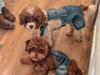 AKC Toy Poodle Studs-Teddy BEARS- Health Tested