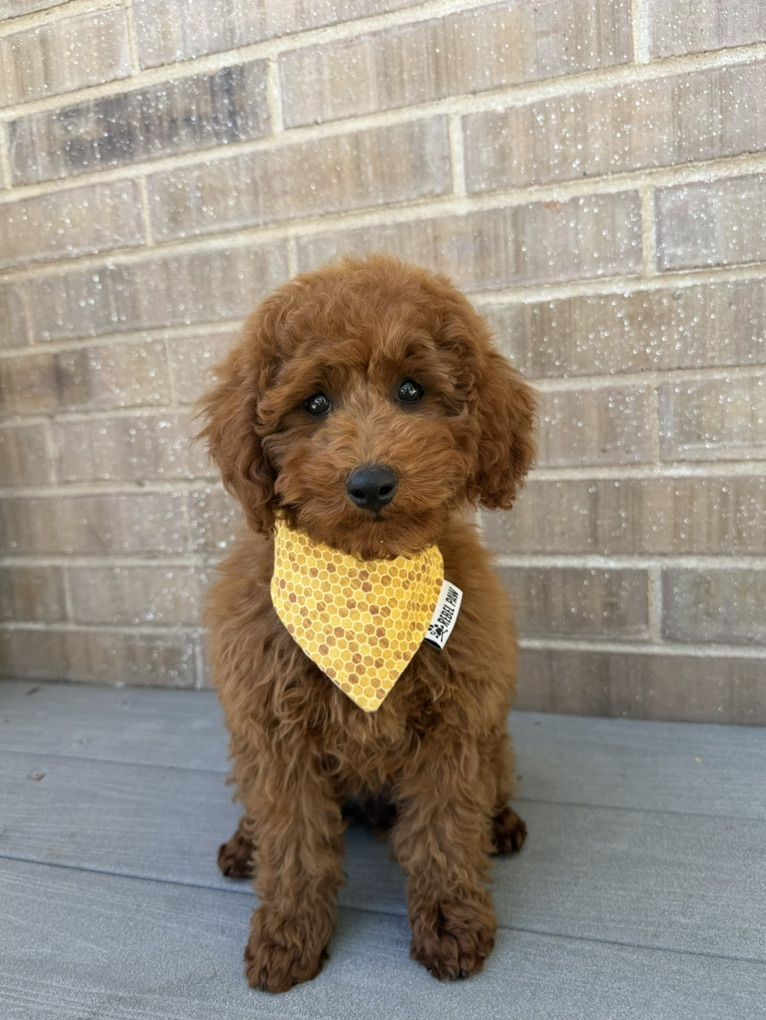 Deep Red Akc Poodle Boy 10-12 Pounds