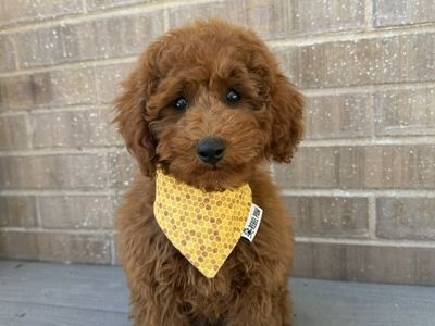 Deep Red Akc Poodle Boy 10-12 Pounds