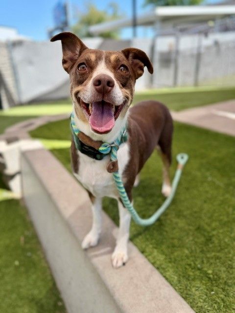 A162888 Slug Bug Available for Adoption!