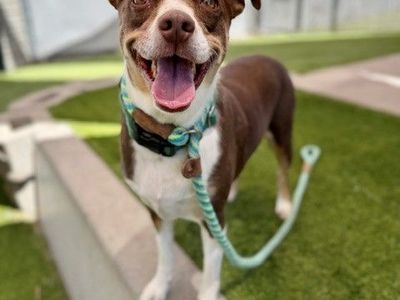 A162888 Slug Bug Available for Adoption!