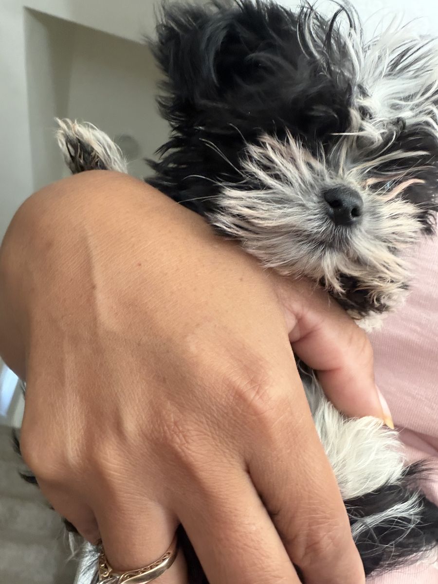 Male Parti yorkie