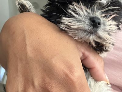 Male Parti yorkie