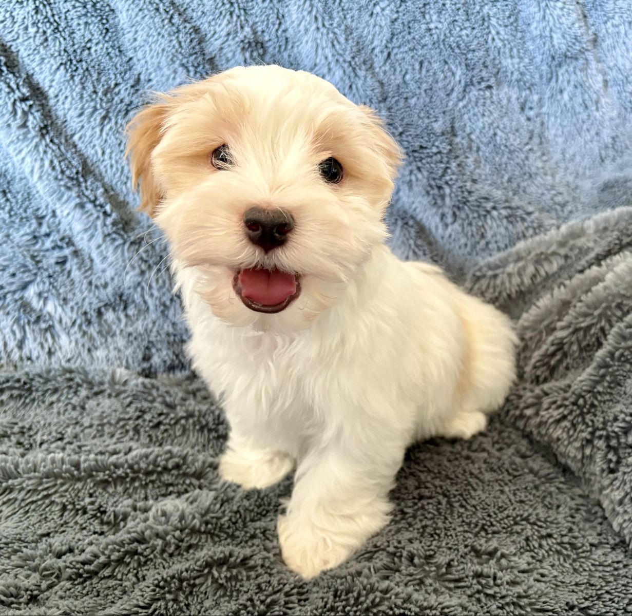 2 Male Havanese