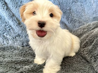 2 Male Havanese