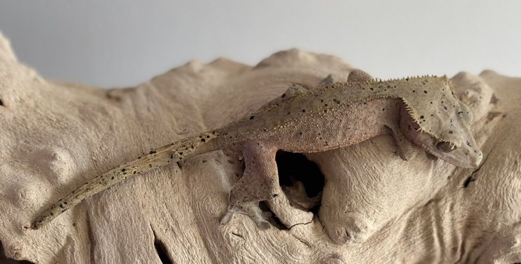 Crested Gecko