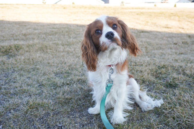 AKC Cavalier King Charles Spaniel for Stud