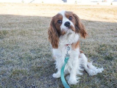 AKC Cavalier King Charles Spaniel for Stud