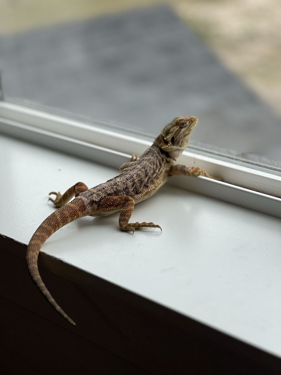 Bearded Dragon - Female