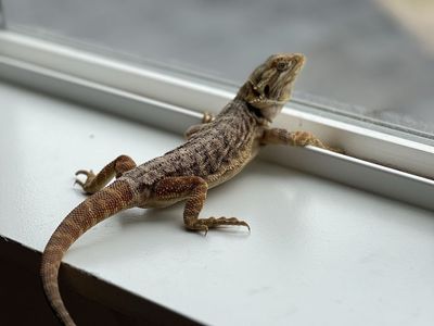 Bearded Dragon - Female