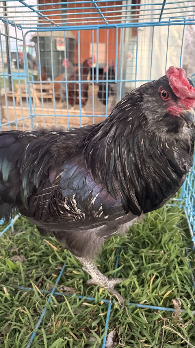 Easter egger Rooster