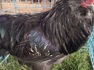 Easter egger Rooster