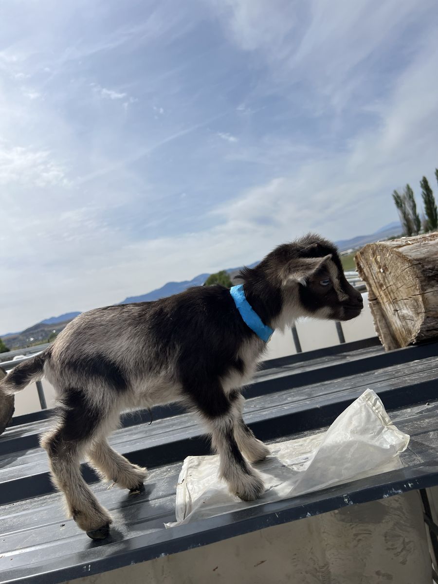 Blue Eyed Bottle Baby Buckling