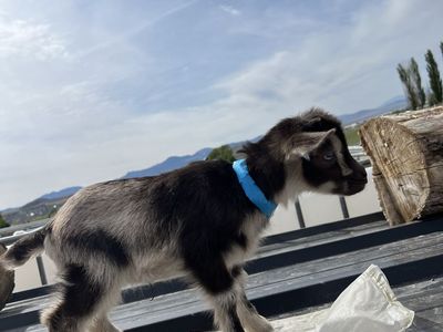 Blue Eyed Bottle Baby Buckling