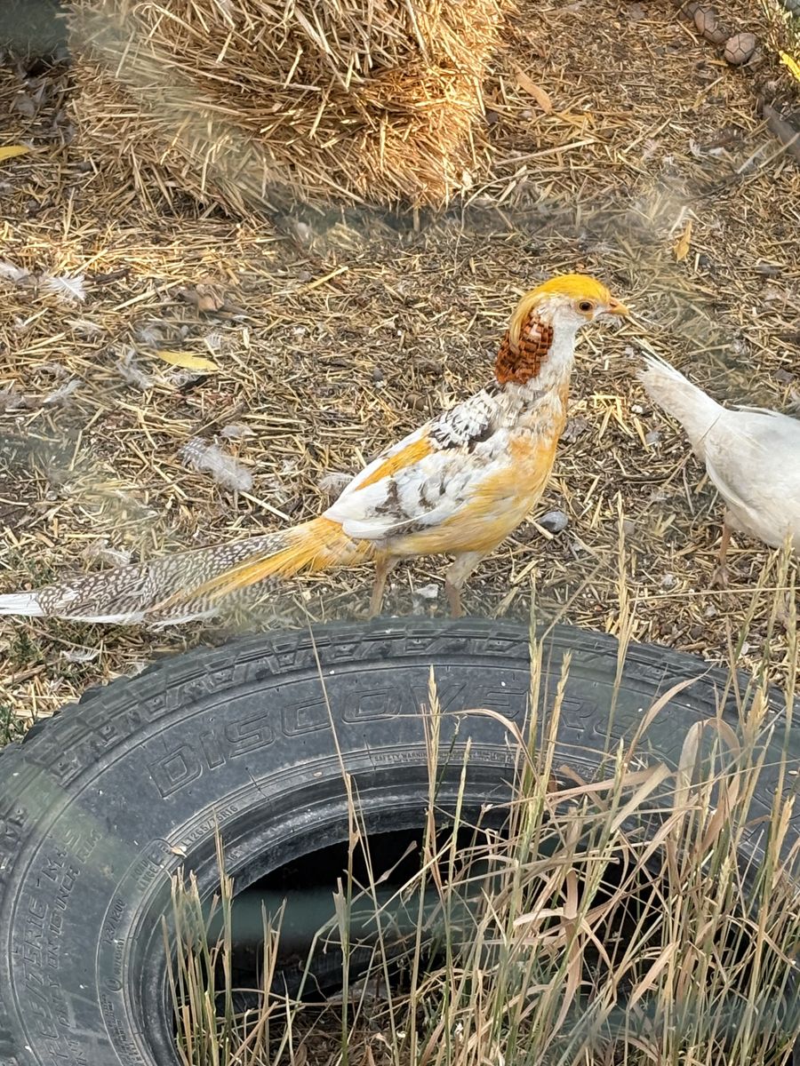 Various juvenile exotic pheasants available