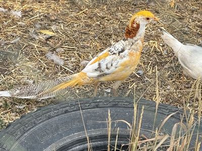 Various juvenile exotic pheasants available