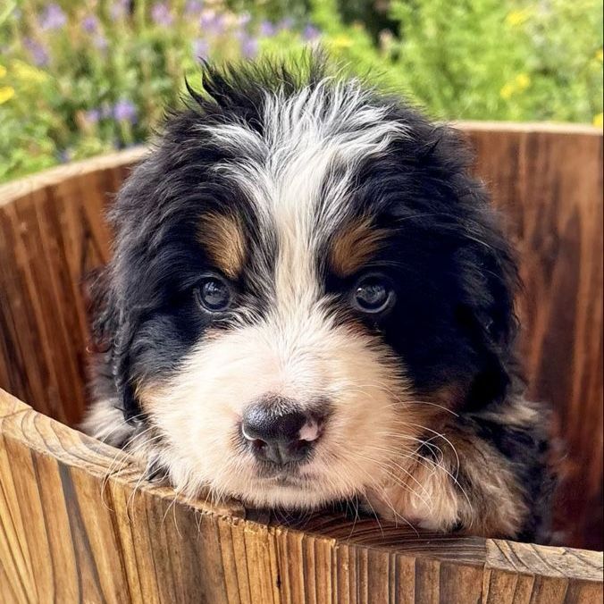 AKC Champion Line Bernese Puppies