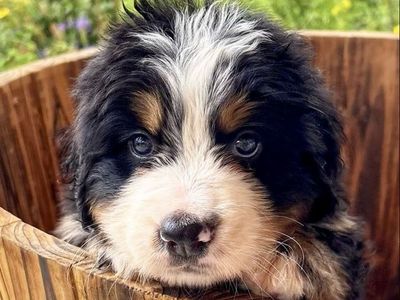 AKC Champion Line Bernese Puppies