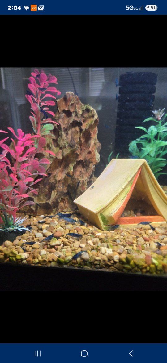blues shrimp 3$