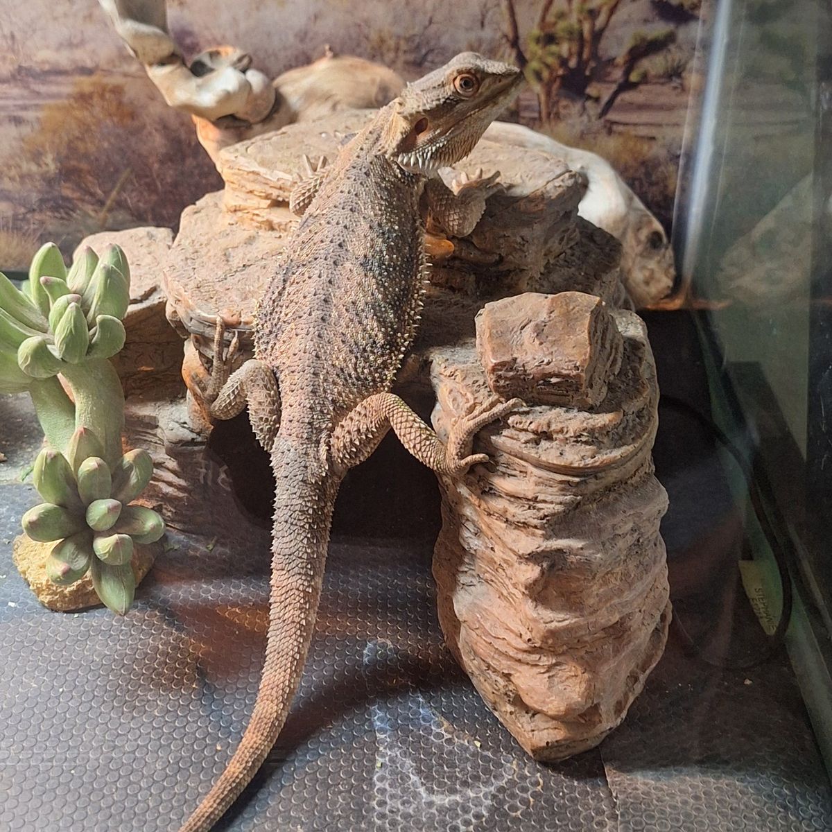 bearded dragon