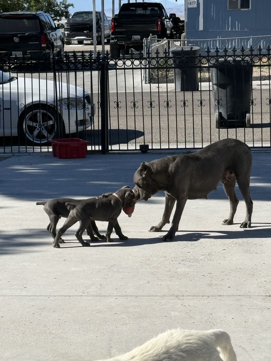 Male AKC Registered Cane Corso Puppies – Will Deliver to New Home