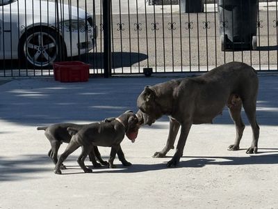 Male AKC Registered Cane Corso Puppies – Will Deliver to New Home