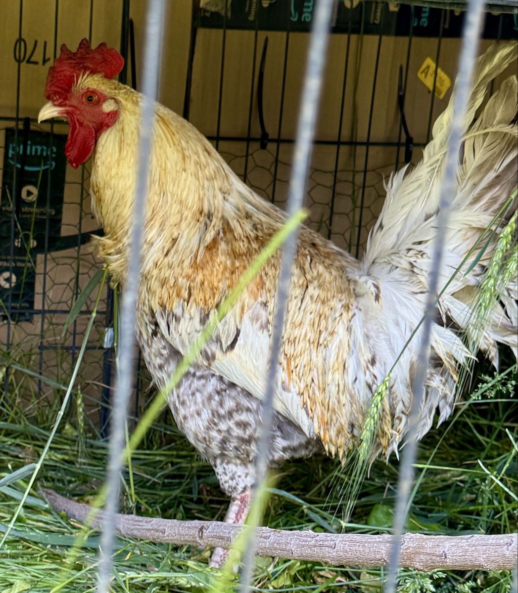 Roosters