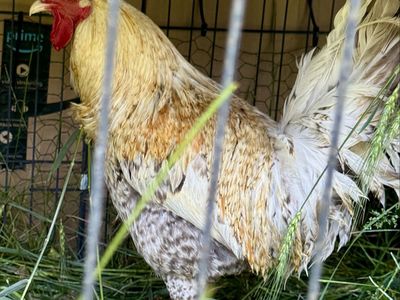 Roosters