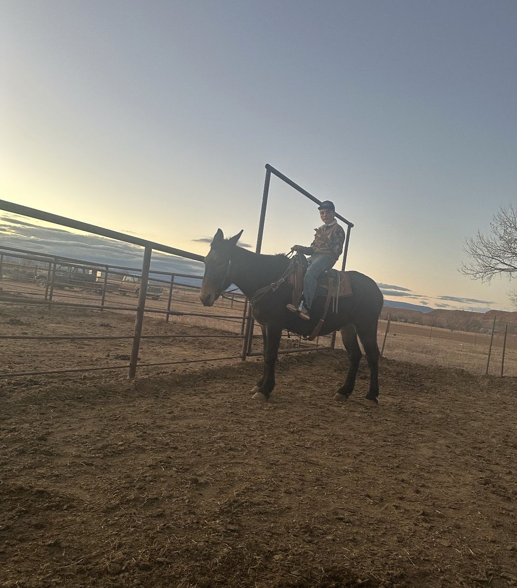 Looking To Trade For A Donkey