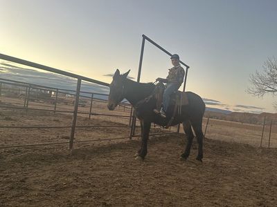 Looking To Trade For A Donkey