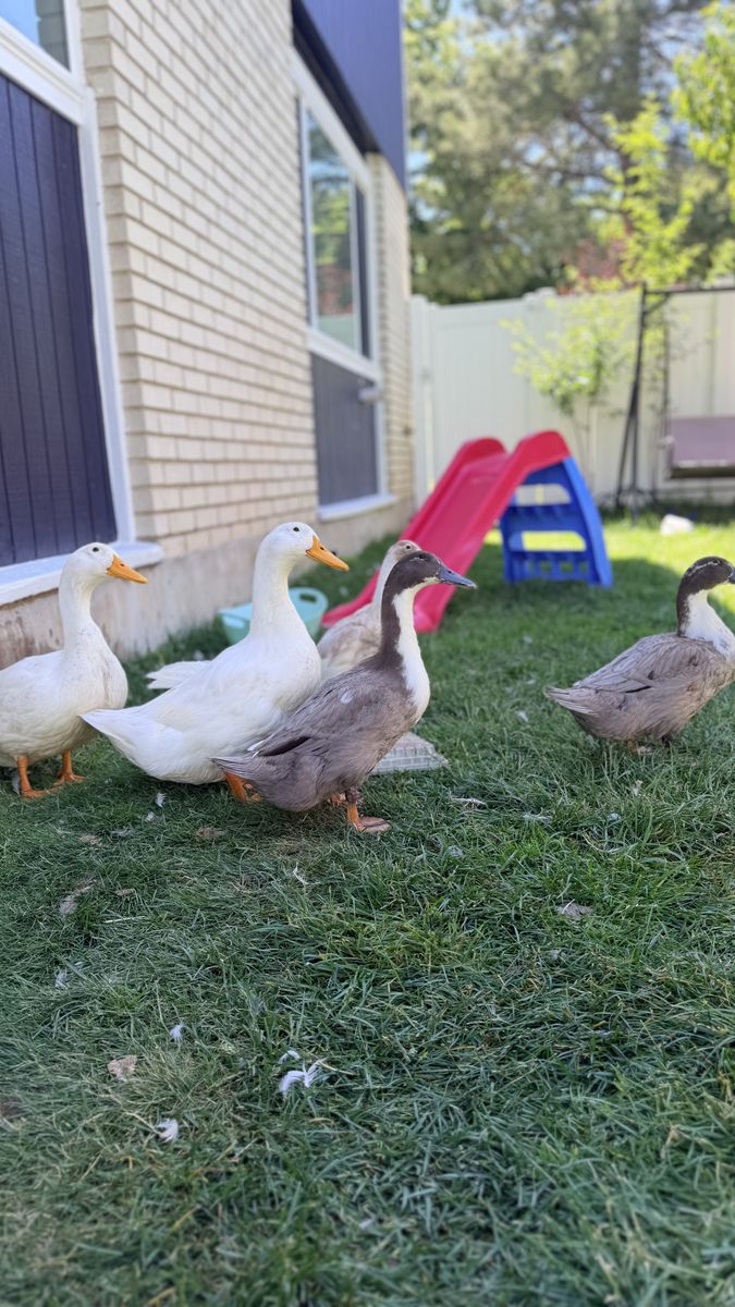 Ducks
