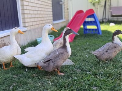 Ducks