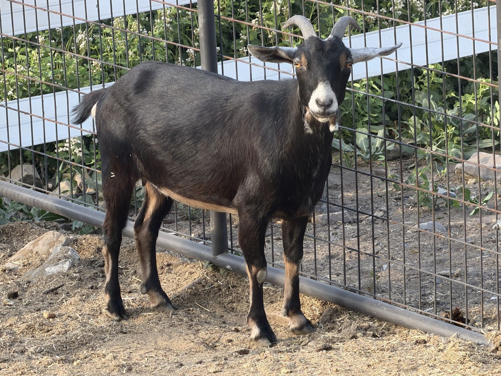 3 alpine/nubian cross goats for sale