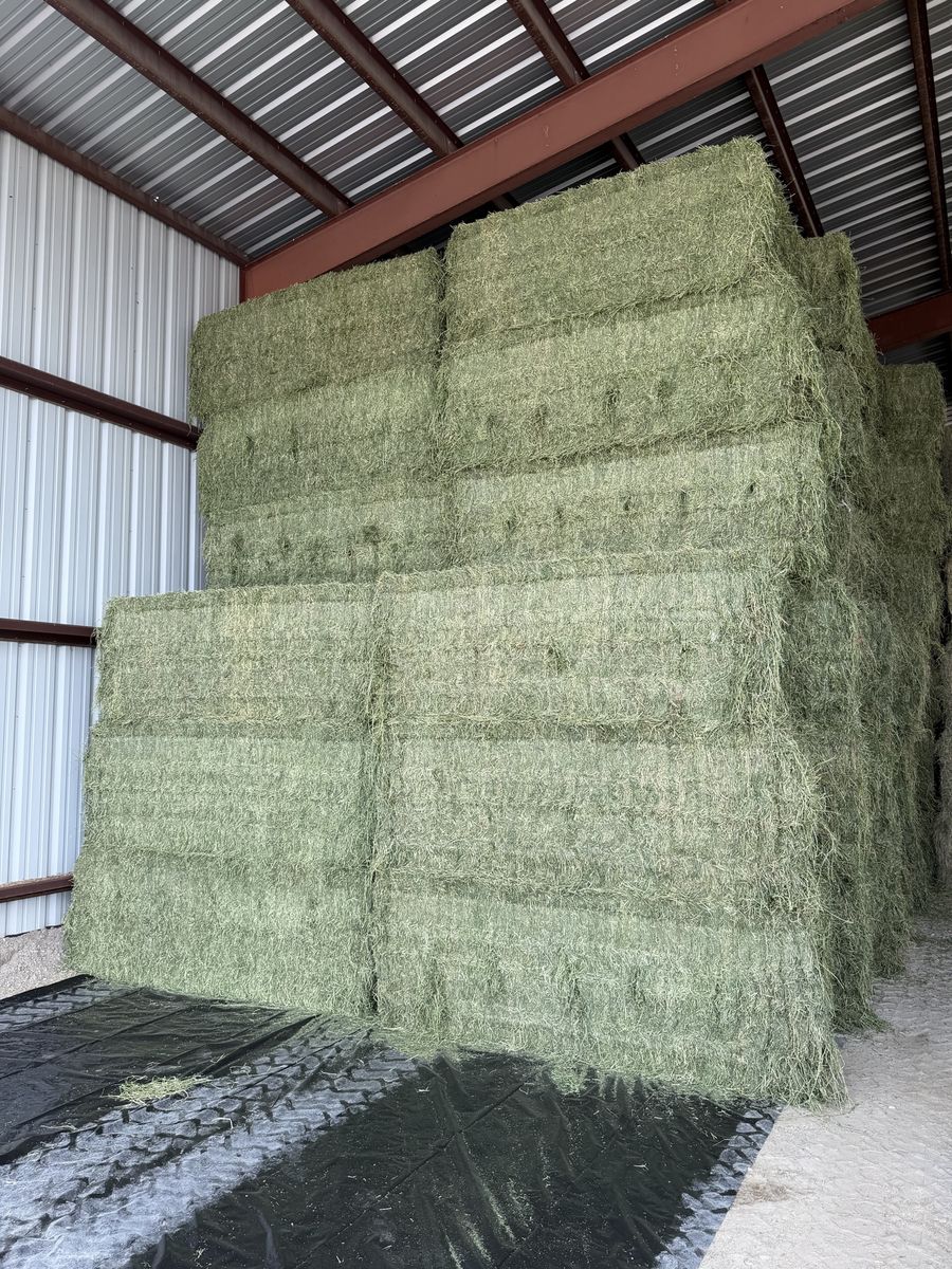 3rd and 2nd crop hay 