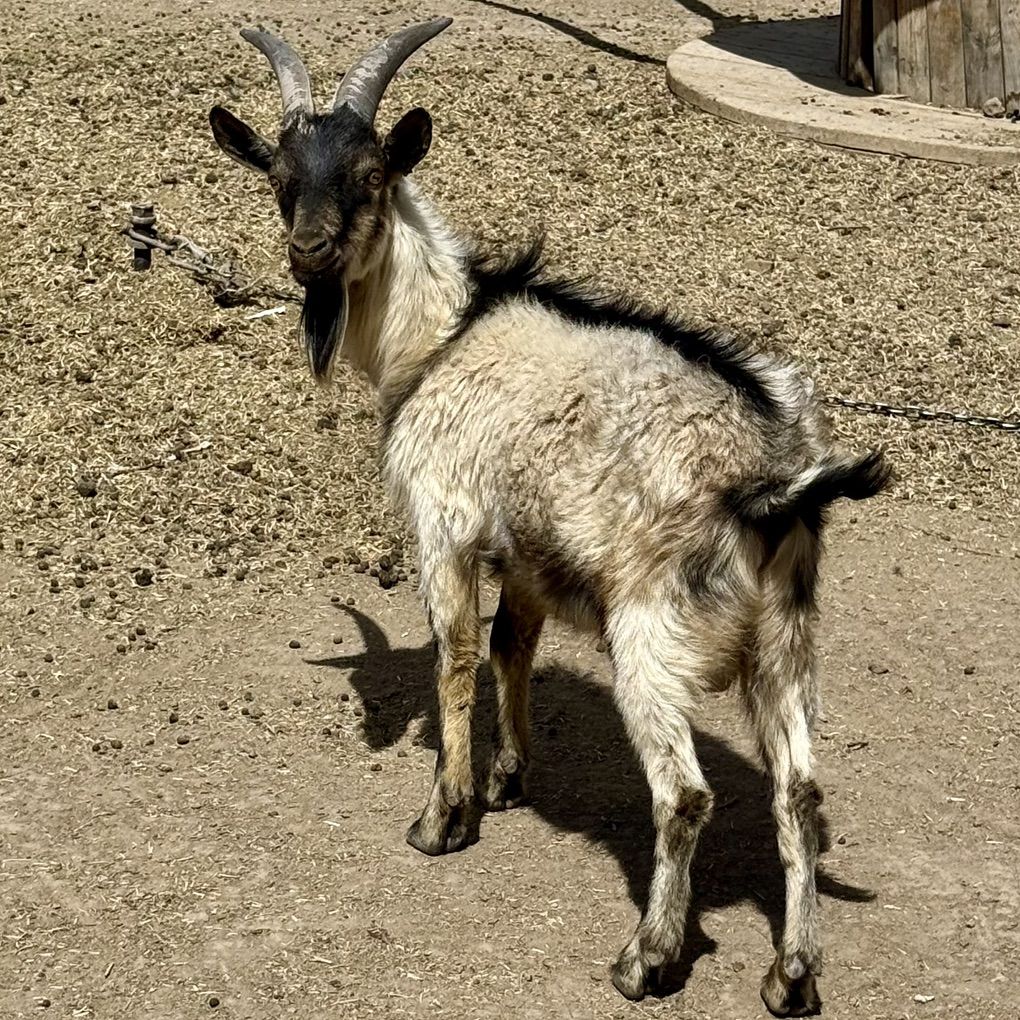 Alpine, Oberhasli Billy Pack Goat