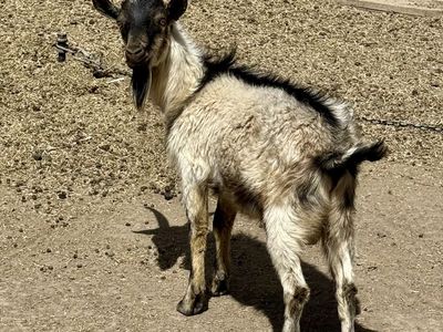 Alpine, Oberhasli Billy Pack Goat