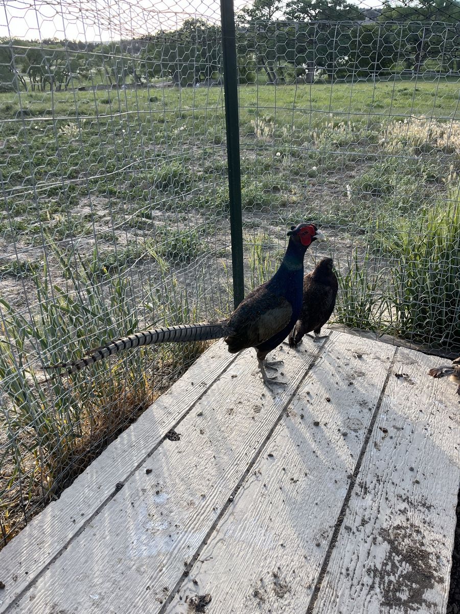 Pheasants, Chukar, and Bird Pen for Sale