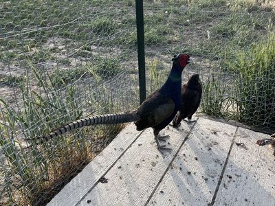Pheasants, Chukar, and Bird Pen for Sale
