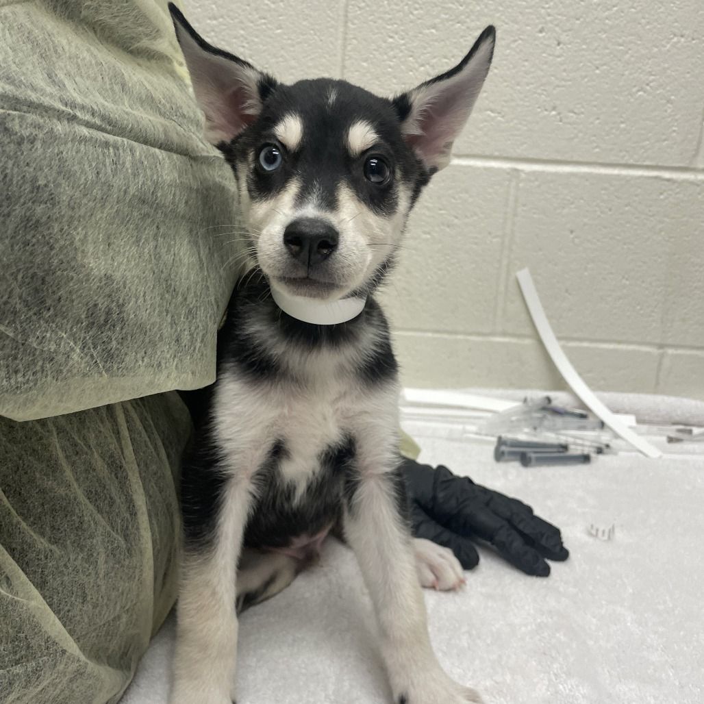 Hello my name is Astro
