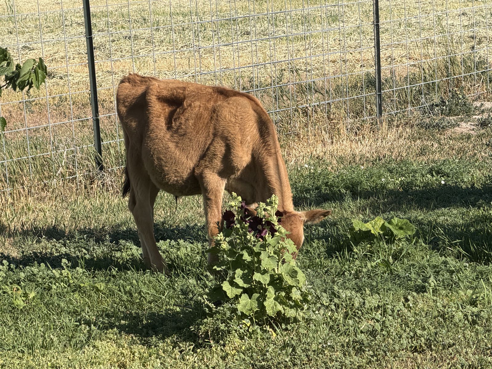 2 Jersey bull calves