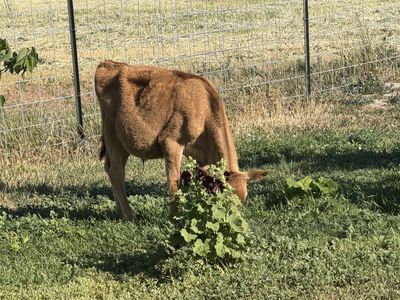 2 Jersey bull calves