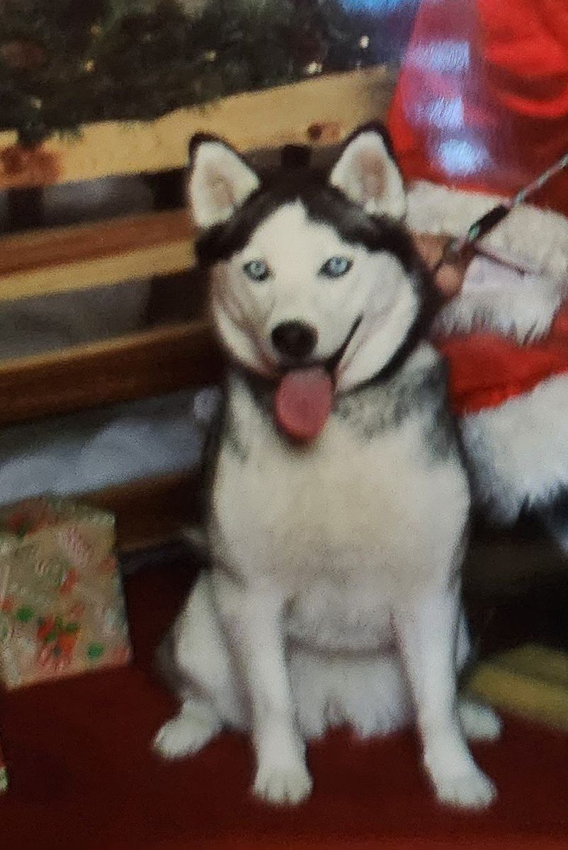 Siberian Husky
