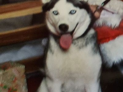 Siberian Husky