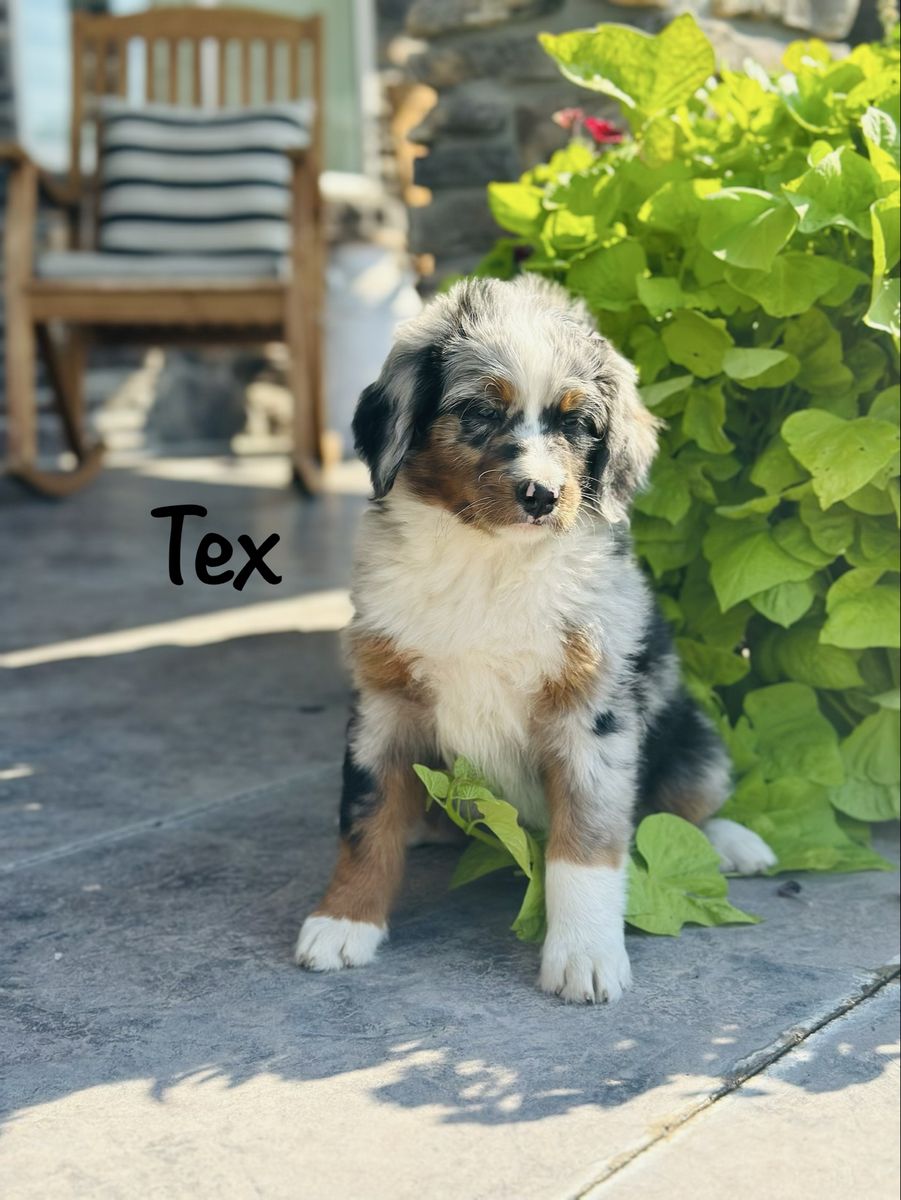 F1 Bernedoodle puppies