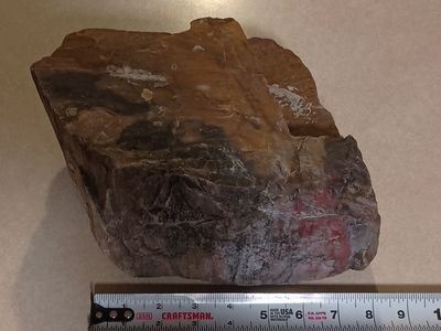 petrified wood 18 pounds