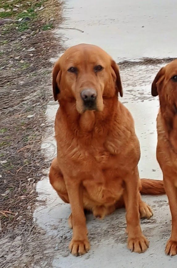 AKC Fox Red Labrador Retriever lab at stud